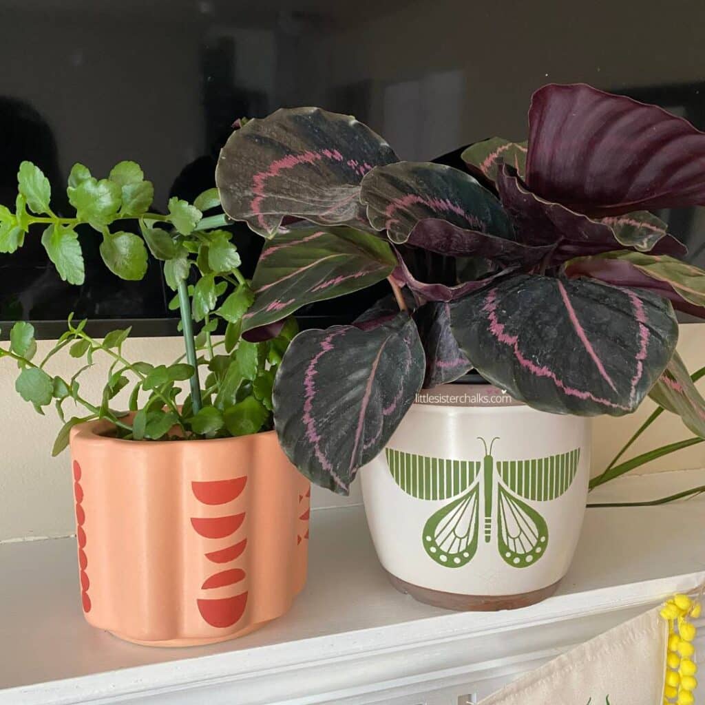 An orange plant pot upcycled with the Funky Shapes stencil chalked in terracotta and a white plant pot upcycled with the Butter-flyin' stencil chalked in green for the blog post "Chalk Couture x Tiffani Thiessen Collaboration".